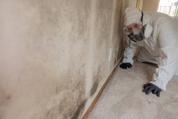 Why You Should Choose Our Mold Remediation Services in Catawba, SC